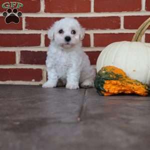 Buster, Bichon Frise Puppy